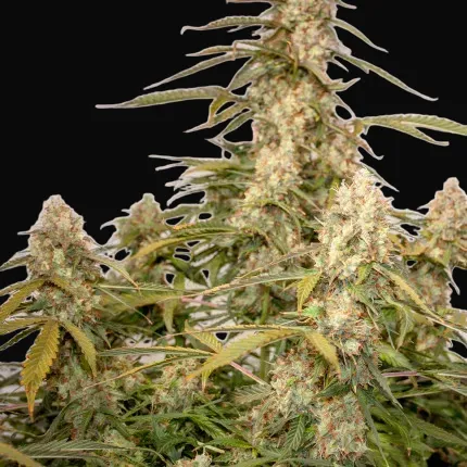 Auto Night Queen