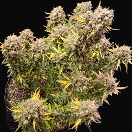 Auto Night Queen