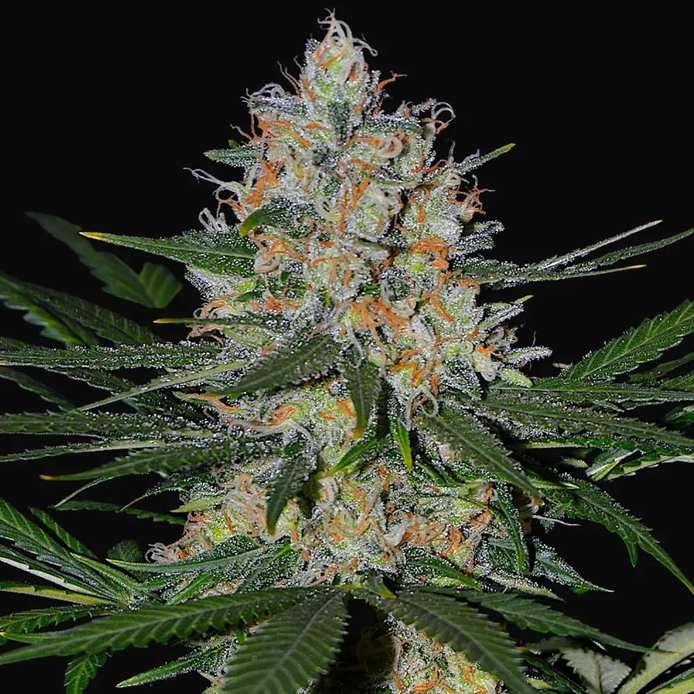 Auto NL