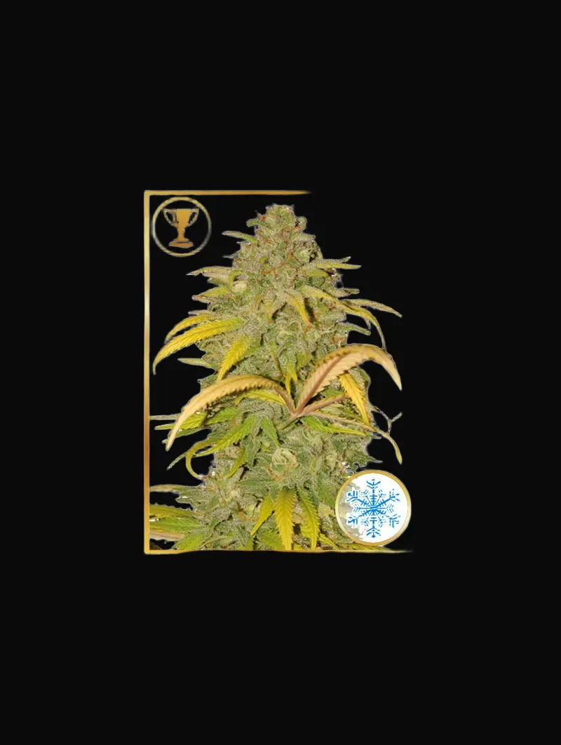 Auto Northern Cream