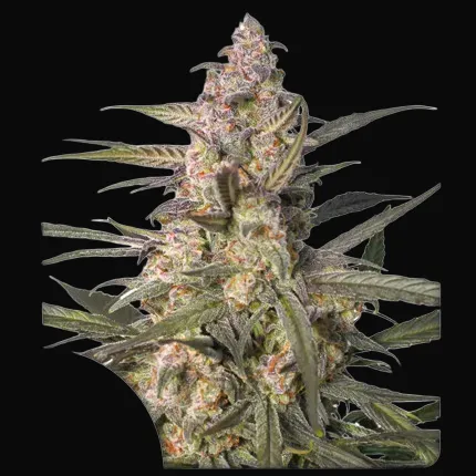 Auto Northern Dragon Fuel