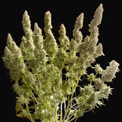 Auto Northern Dragon Fuel
