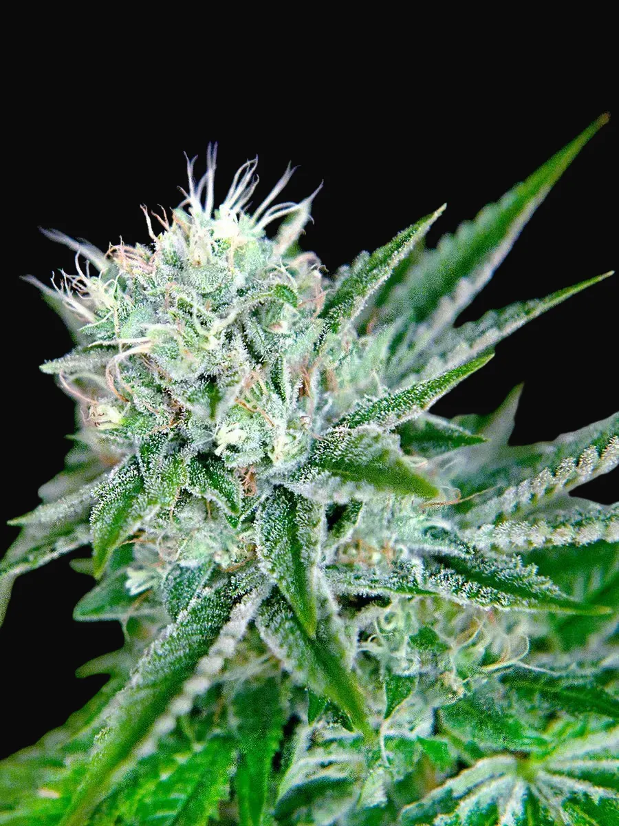 Auto Northern Lights