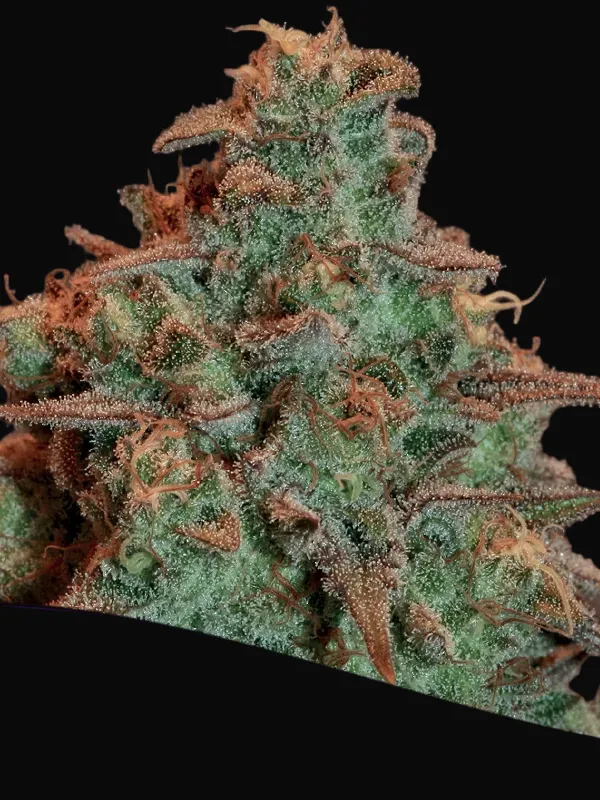 Auto Nova OG