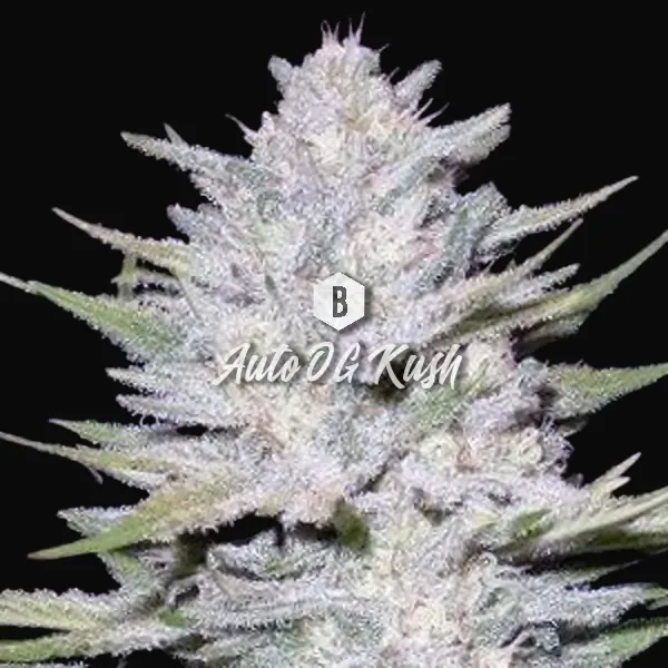 Auto OG Kush