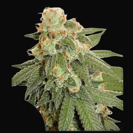 Auto Orange Bud