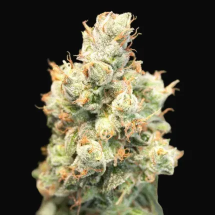 Auto Orange Bud