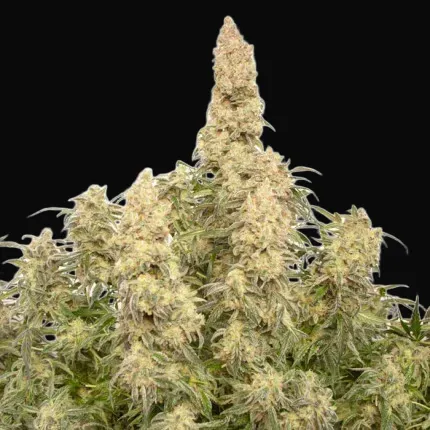 Auto Orange Bud