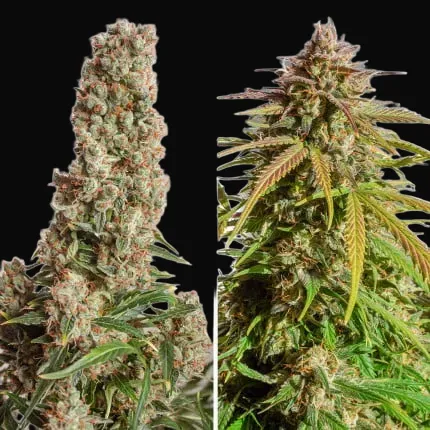Auto Orange Bud