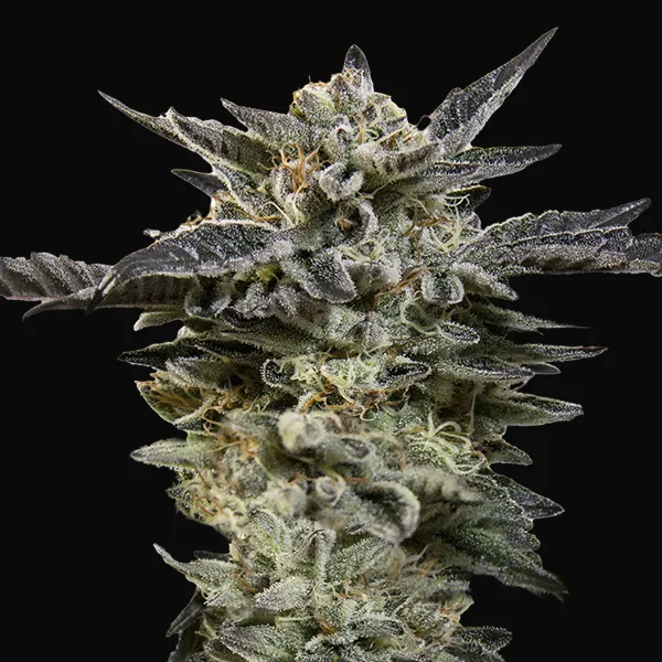 Auto Oreoz