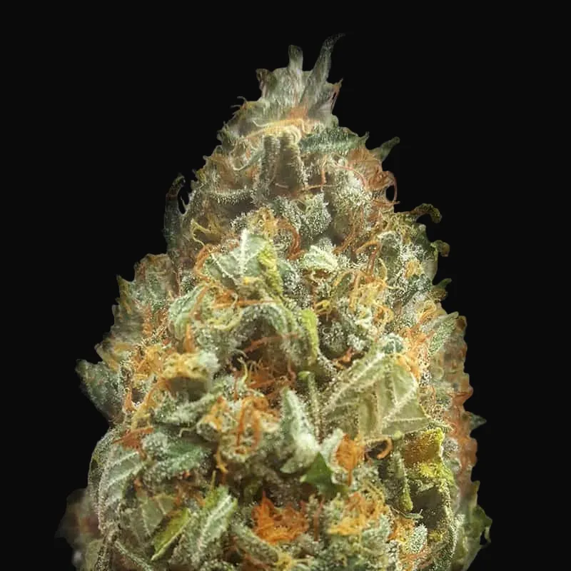 Auto Original Orange Bud