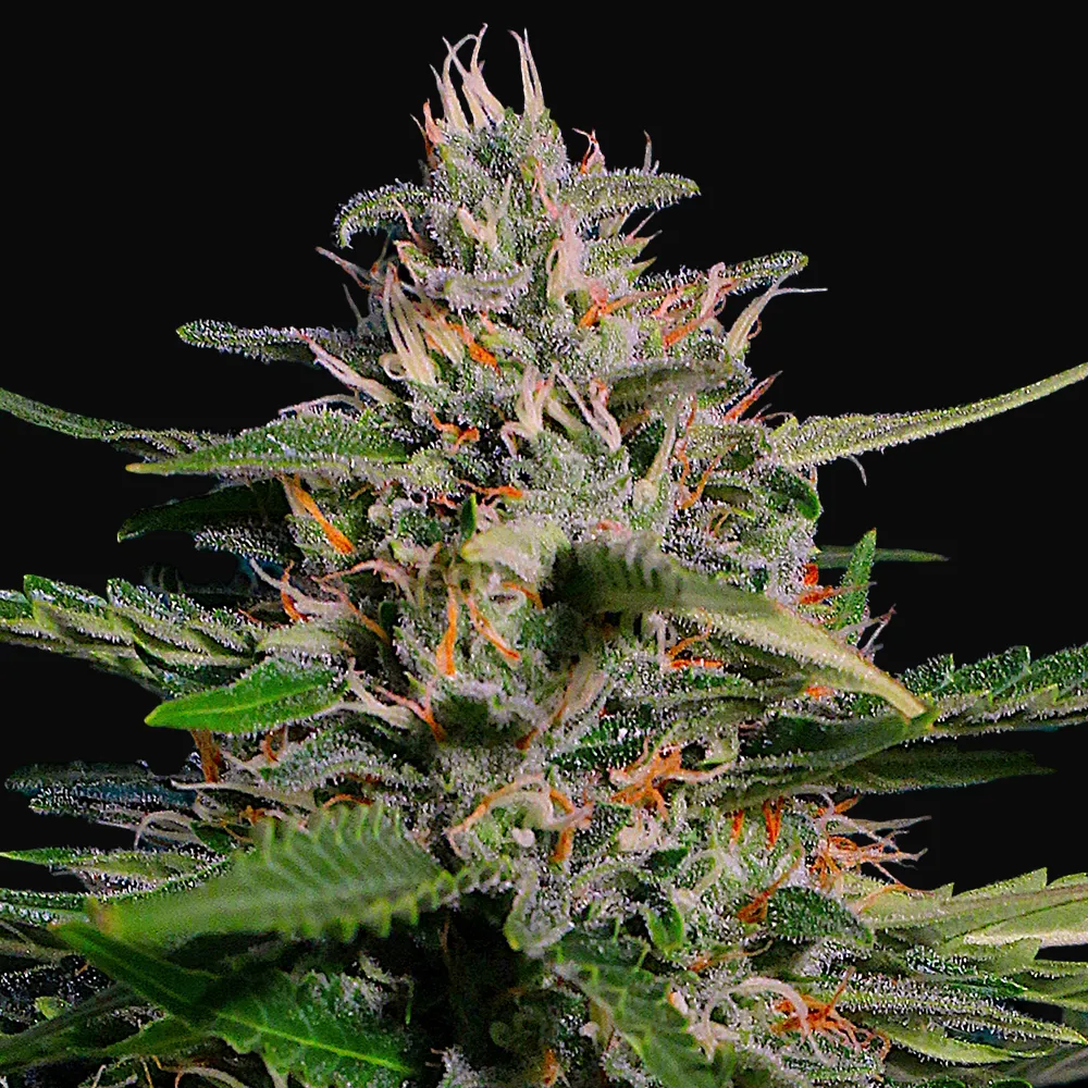 Auto Pineapple Express