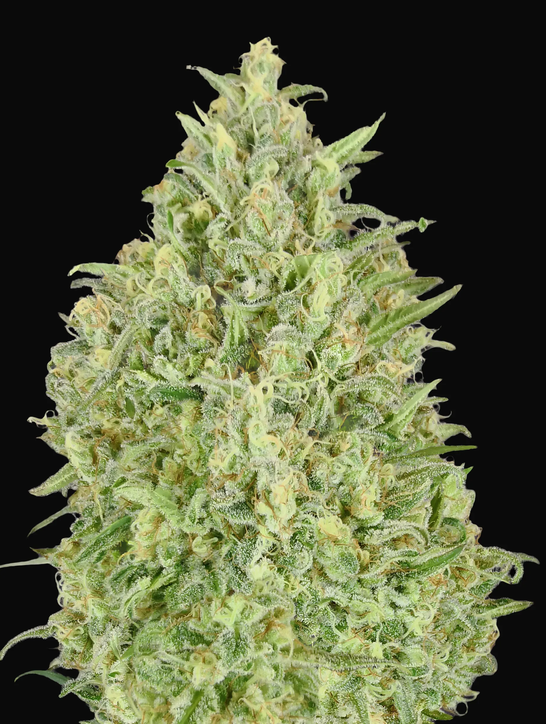 Auto Pineapple Glue
