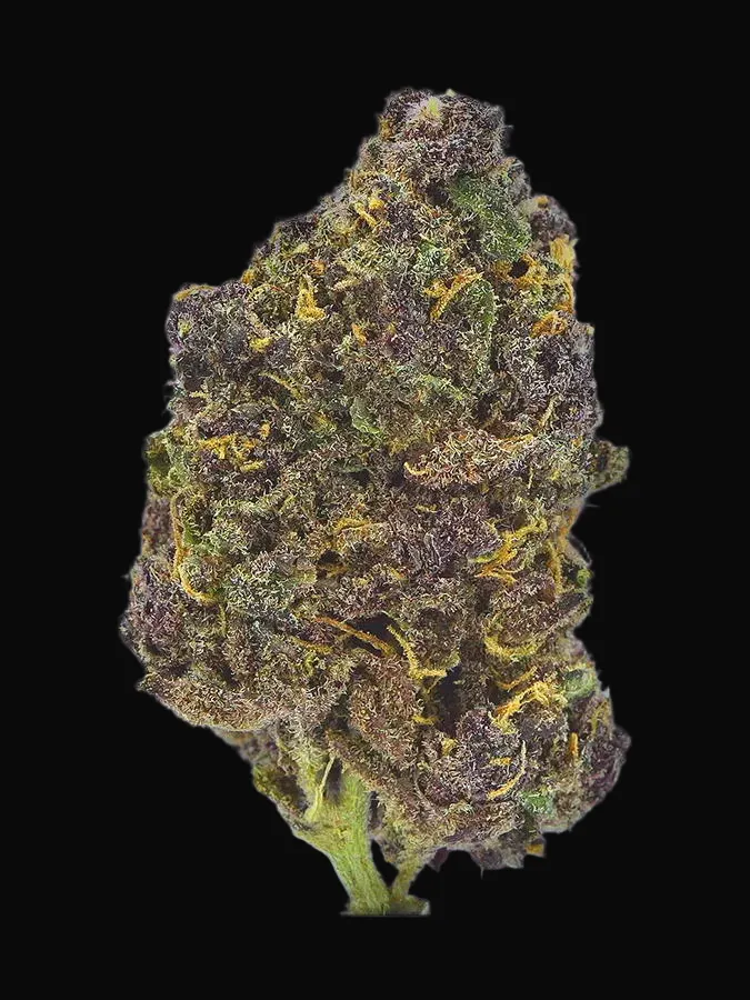 TB Purple CBD Auto