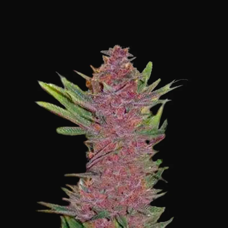 Auto Purple Glam Kush
