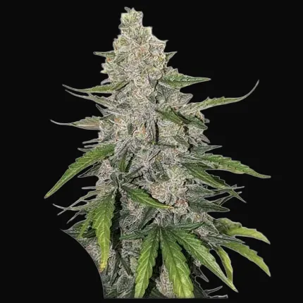 Auto Purple OG Punch