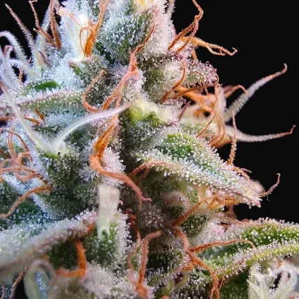 Auto Purple OG Punch