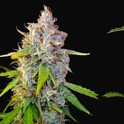 Auto Purple OG Punch
