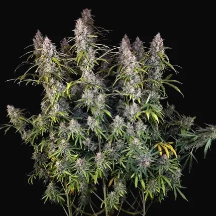 Auto Purple OG Punch