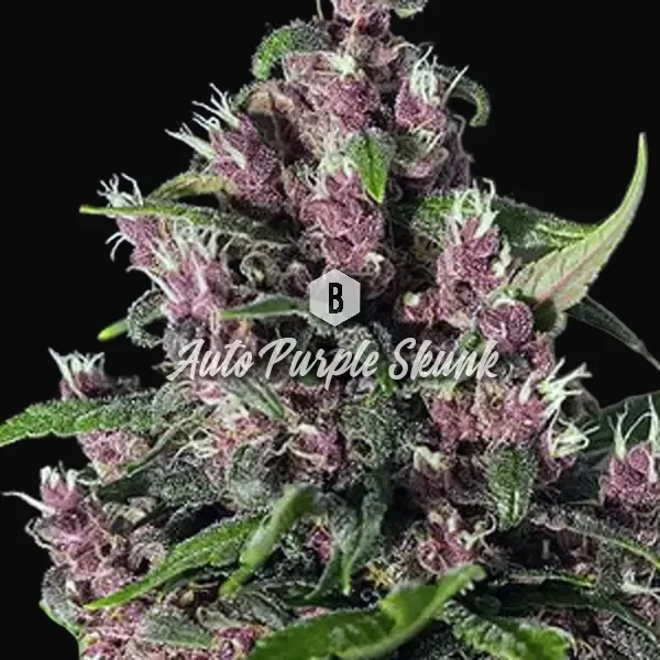 Auto Purple Skunk