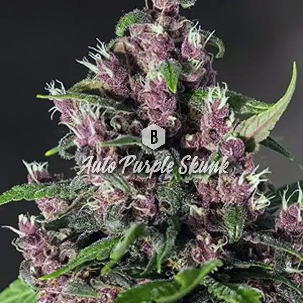 Auto Purple Skunk