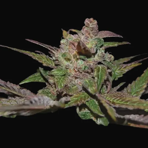 Purple Wreck Auto
