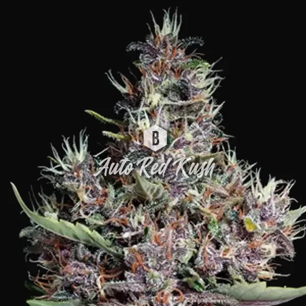 Auto Red Kush