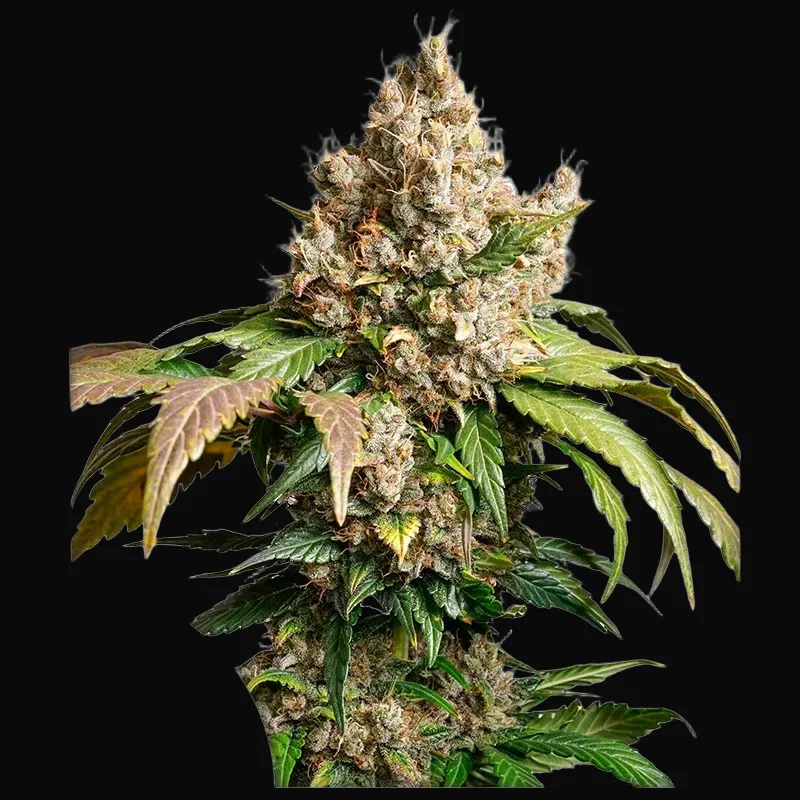Auto Red Tropicana Cookies