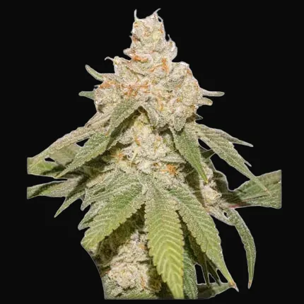 Auto SFV OG