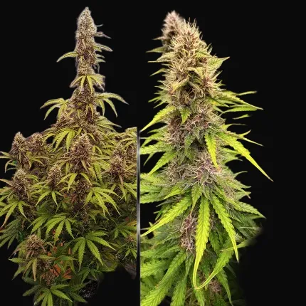 Auto SFV OG
