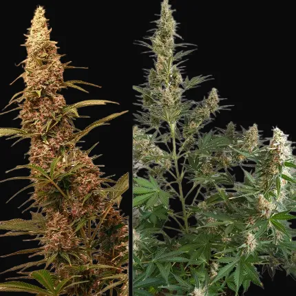 Auto SFV OG