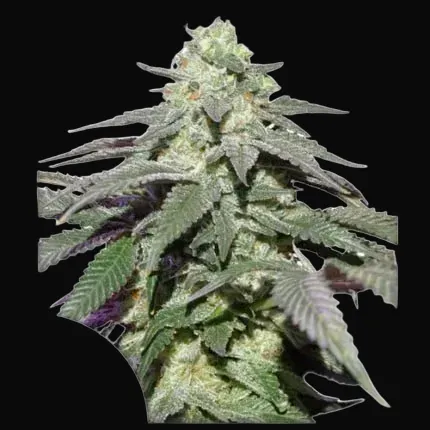 Auto Skywalker Haze