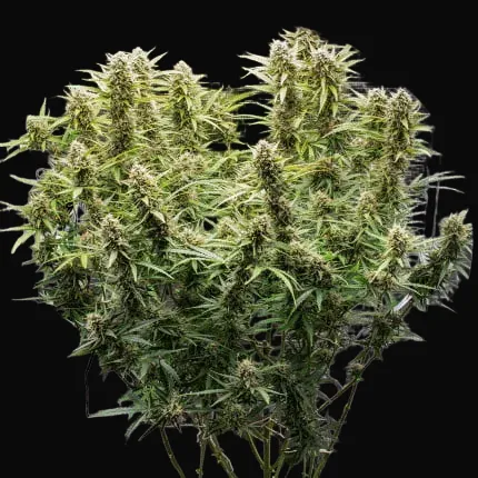 Auto Skywalker Haze