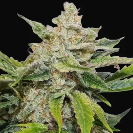 Auto Skywalker Haze