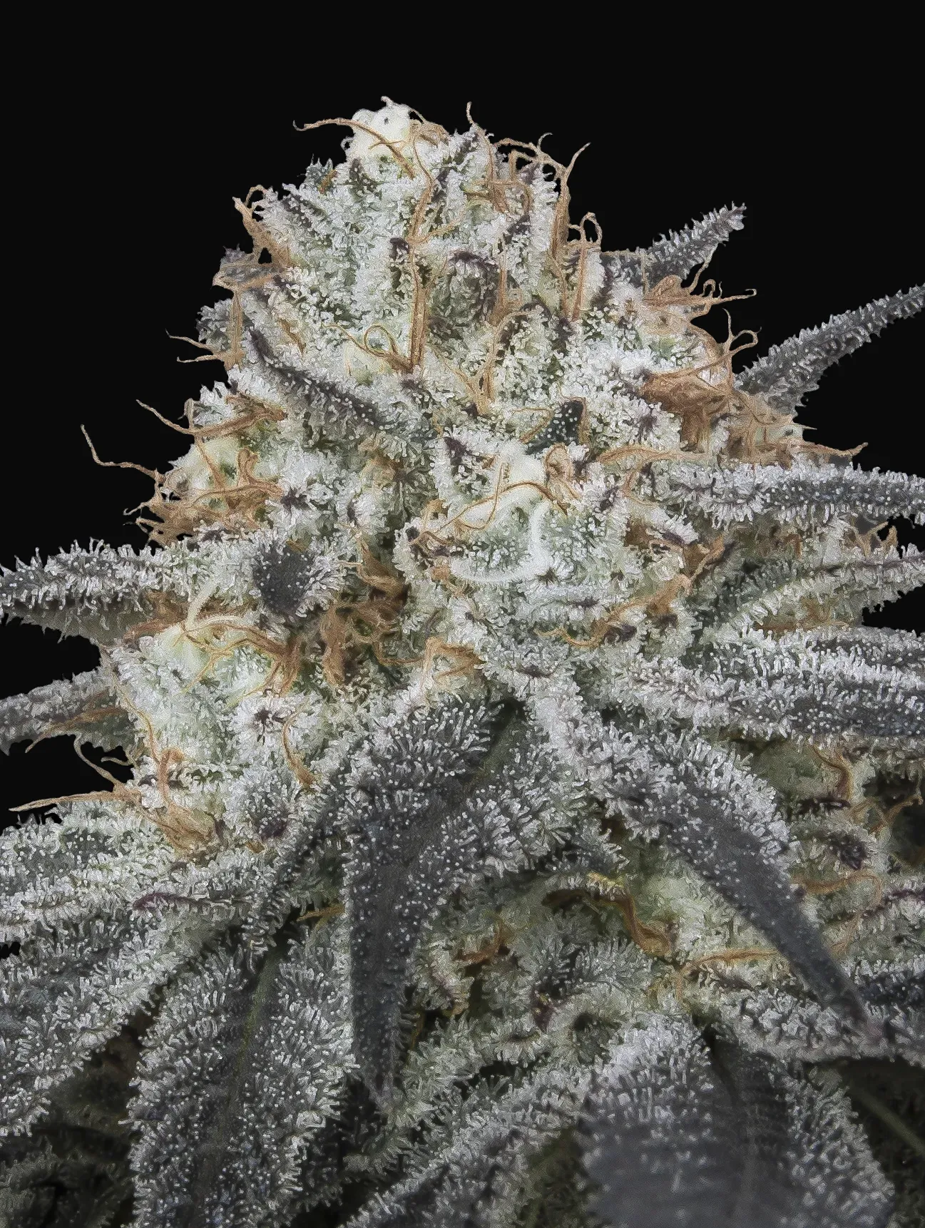 Auto Slurricane