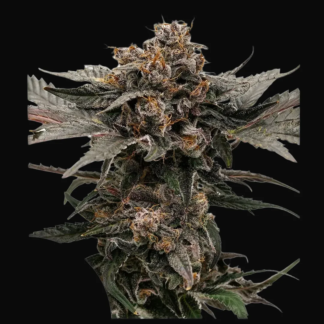 Auto Slush Mint Cake