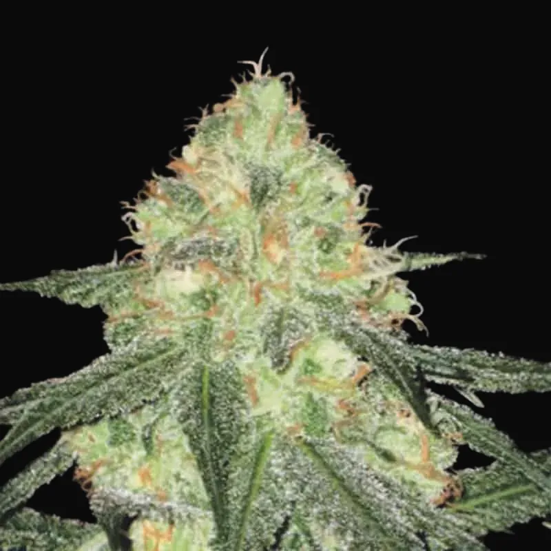 Auto Sour Diesel