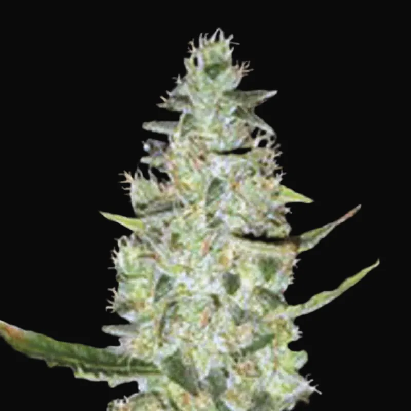 Auto Special Skunk
