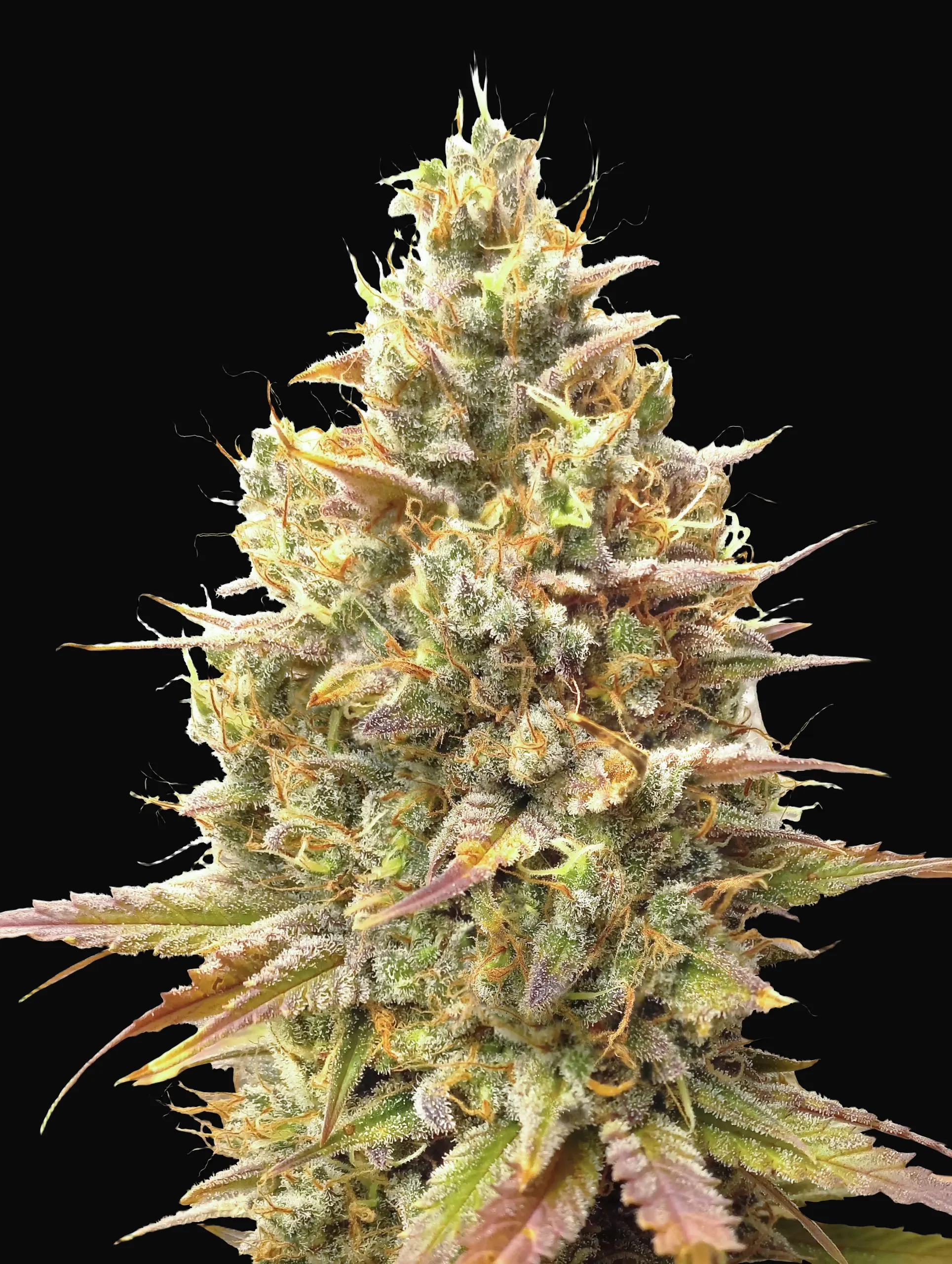Auto Strawberry Banana