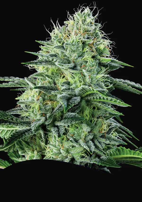 Auto Strawberry Banana