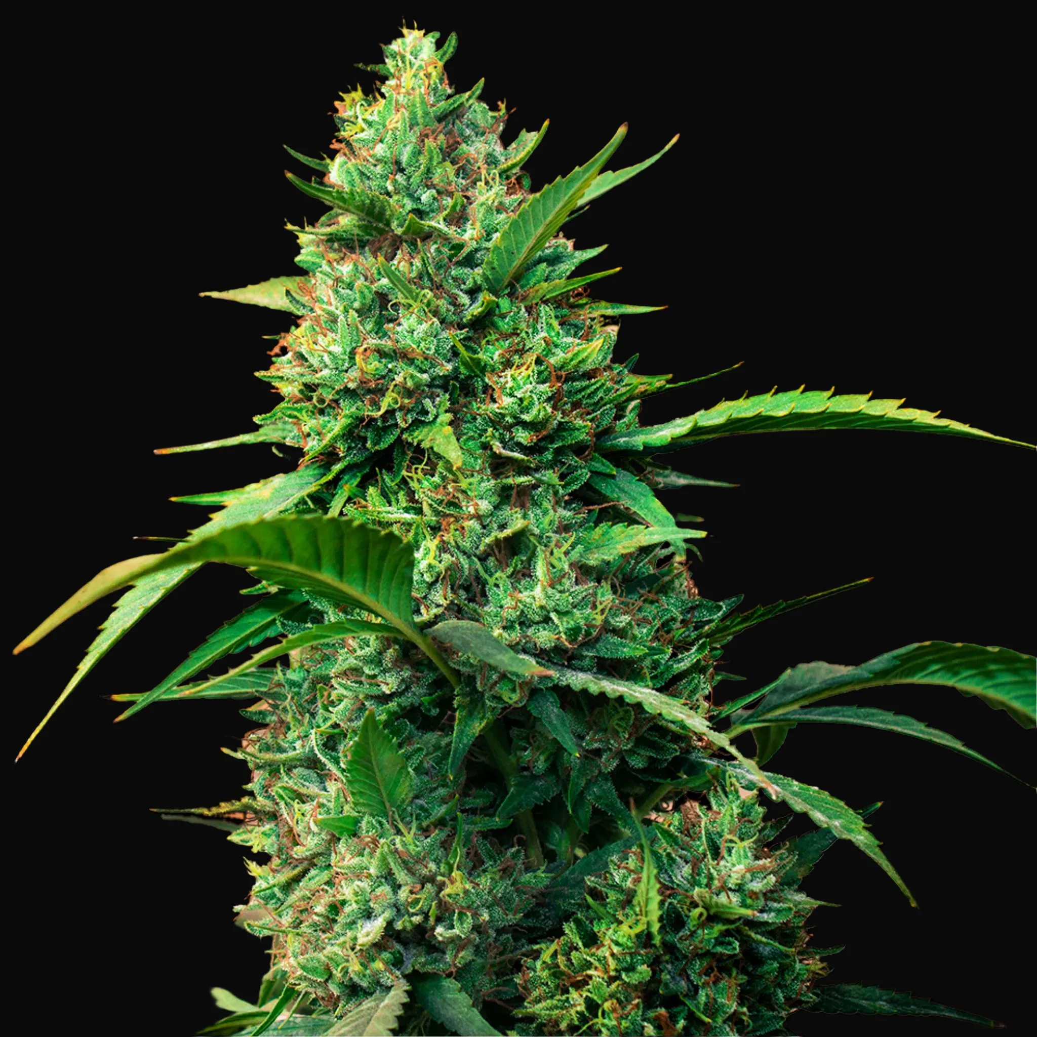 Auto Strawberry Ferry