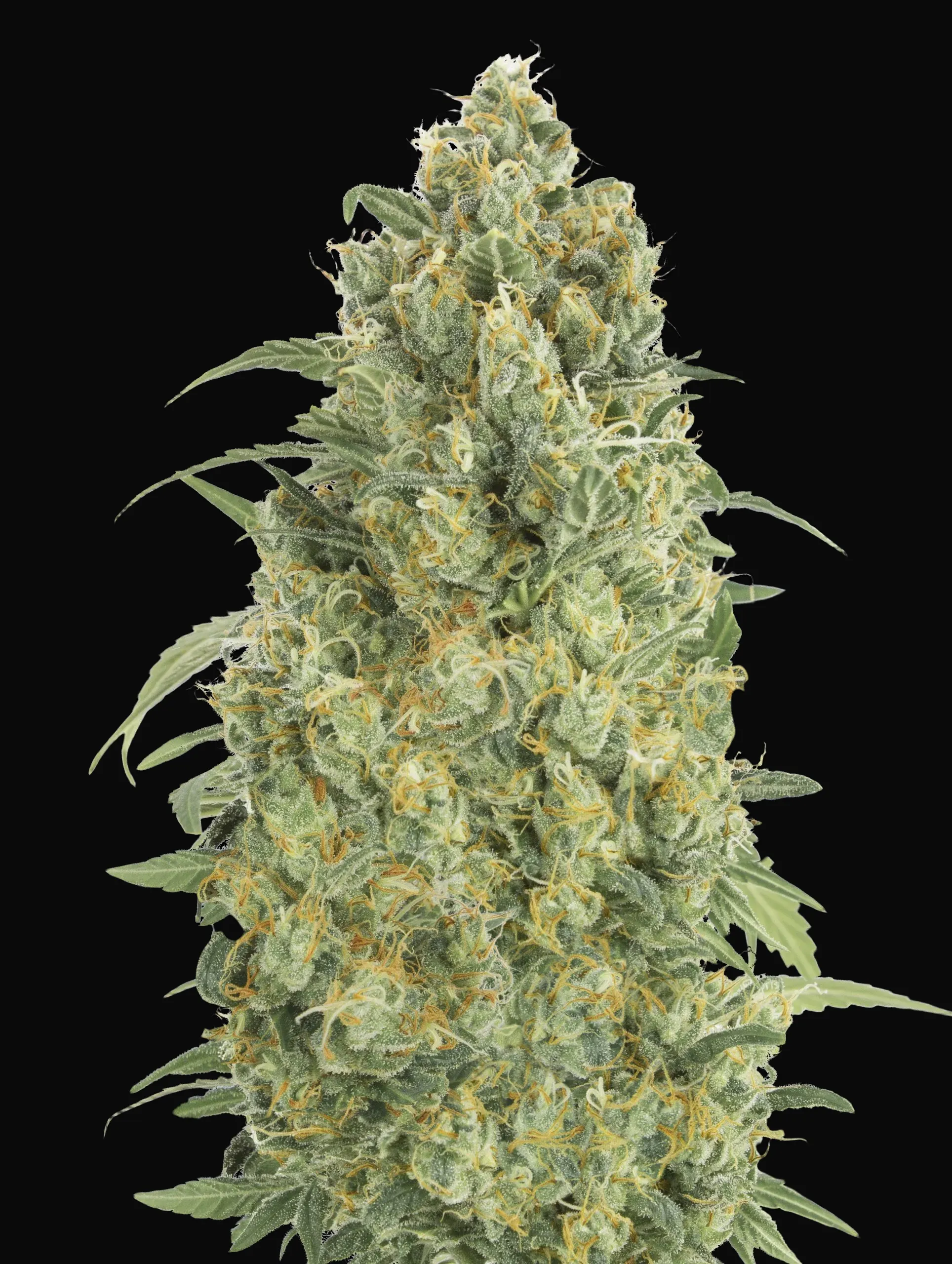 Auto Strawberry Gum