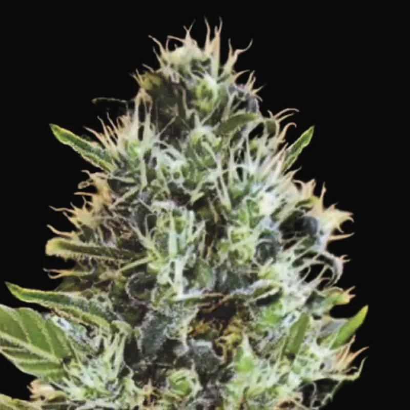 Auto Sunmango