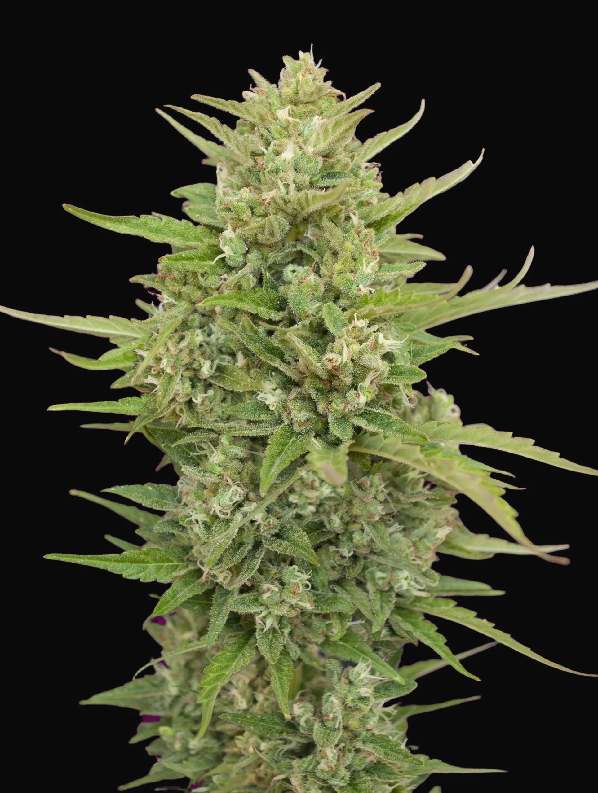 Auto Super Skunk