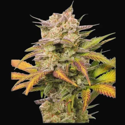 Auto Sweet Bourbon Kush