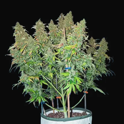 Auto Sweet Bourbon Kush
