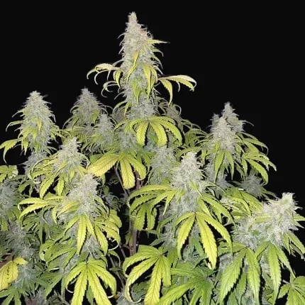 Auto Sweet Bourbon Kush