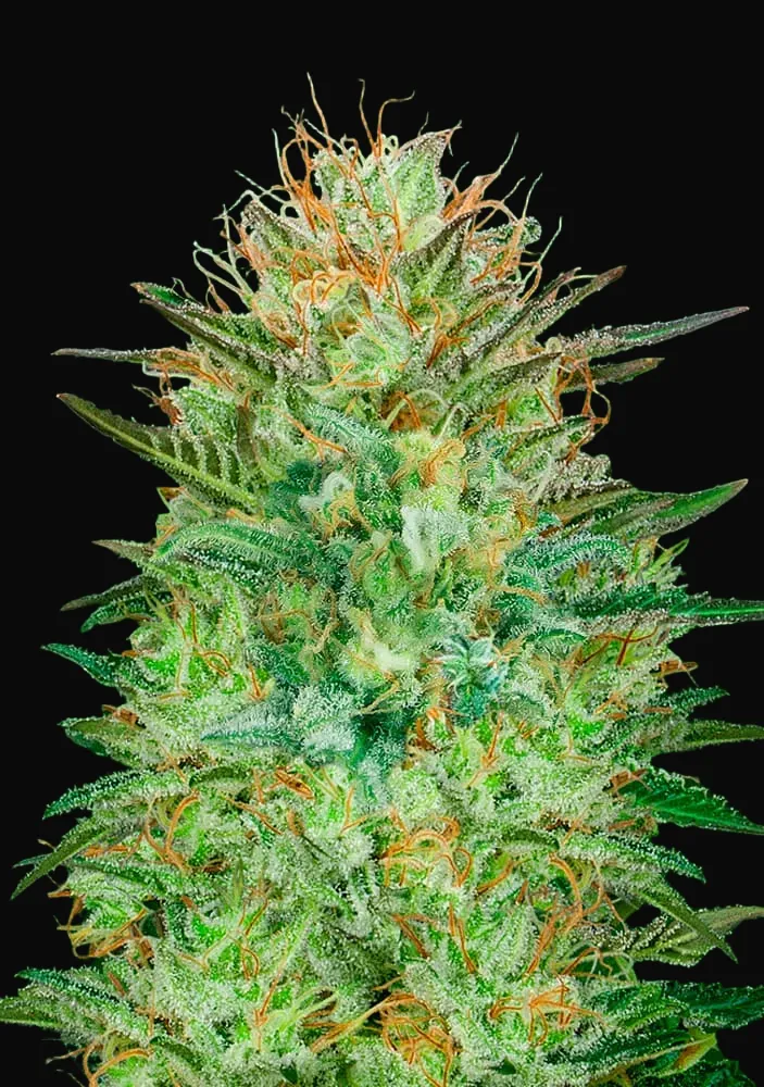 Auto Sweet Critical