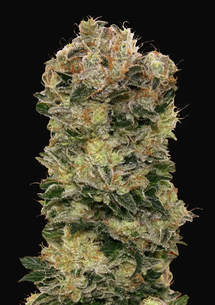 Auto Sweet Soma
