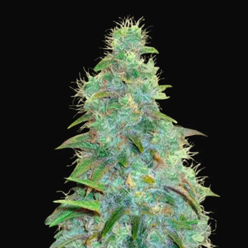 Auto Sweet Tooth